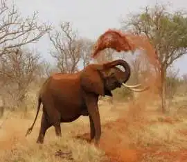 Kenya's Best Safari Company for Luxury Adventures!, Nairobi