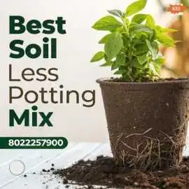 Best Soil Less Potting Mix for Healthy Indoor Plan, Bengaluru