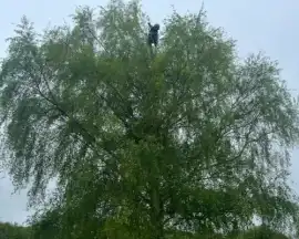 Affordable Tree Crown Reduction Services Near You, Chobham