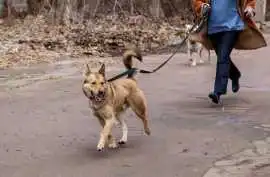 Dog Walking Services, Delhi