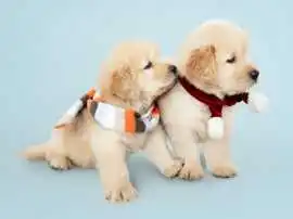 English Cream Golden Retrievers Puppies, Nashville
