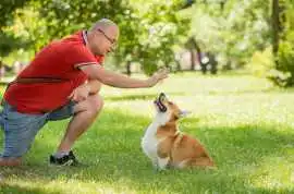 Dog Trainer, Chennai