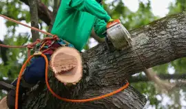 Tree Trimming Los Angeles - Gabriel Tree Services, Los Angeles