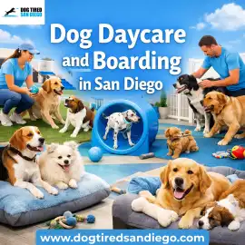 Ultimate Dog Daycare and Boarding in San Diego, San Diego