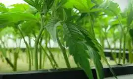 Dispensary With Clones, $ 0