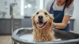 Pet Grooming Service at Home, Bengaluru