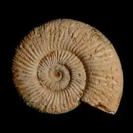 Natural Ammonite Fossil Specimens for Collectors, $ 37