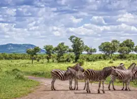 Safari in South Africa - Big Five Adventures!, Pretoria