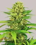 Seed Banks That Ship To Usa, Los Angeles