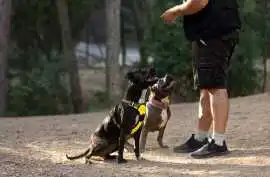 Dog Trainer, Hyderabad