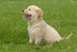 Golden Retriever Puppies, Nashville