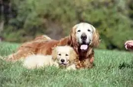 English cream golden retriever puppies for sale, Bedford