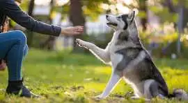Dog Trainer, Pune