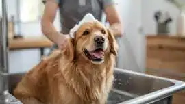 Pet Grooming Service at Home, Delhi