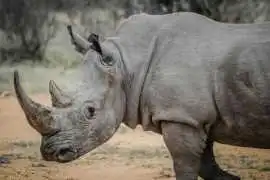 Best Safari Experience in Africa, Nairobi