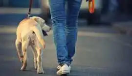 Dog Walking Services, Pune