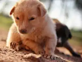 AKC golden retriever puppies: Early Socialization , Nashville