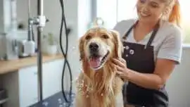 Pet Grooming Service at Home, Chennai