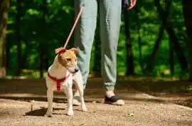Dog Walking Services, Kolkata