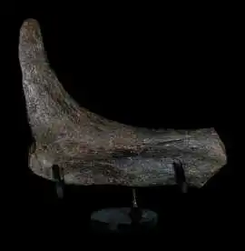 Buy Dinosaur Bones from Trusted and Authentic Foss, ps 290