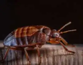 Why Choose Bed Bug Heat Treatment in Derby?, Leicester