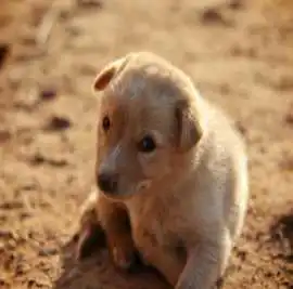 Golden Retriever Indiana: Raising Happy & Healthy, Bedford