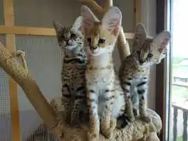 Anak Kucing Savannah (F4 dan F5), € 2,000
