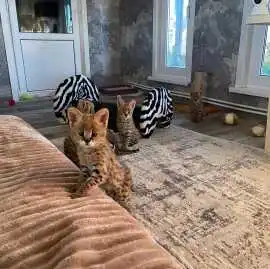 Anak Kucing Serval dan Caracal Tersedia