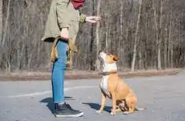 Dog Trainer , Ahmedabad