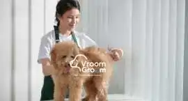 Top-Rated Pet Salons in Dubai: How to Pick the Rig, Dubai