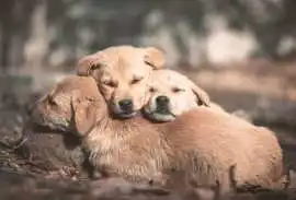 Golden retriever puppies near Nashville, Nashville