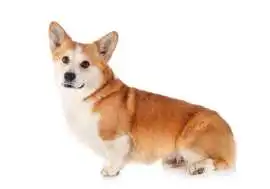 Corgi Puppies for Sale in Chicago Illinois, $ 0