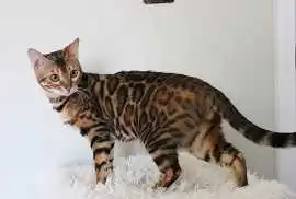 Adorable Kittens for Sale Charlotte NC – Reserve Y, $ 0