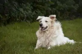 English Golden retriever: Perfect Family Companion, Bedford