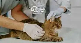 Cat Grooming Services: Which Salon Suits Your Cat', Dubai