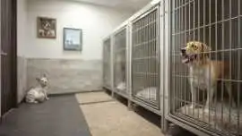 Dog Boarding Services, Kolkata