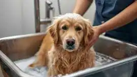 Pet Grooming Service at Home, Kolkata