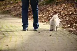 Dog Walking Services, Noida
