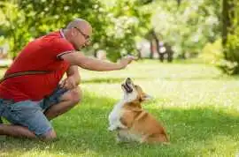 Dog Trainer, Surat