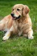 Golden Retriever Puppies: Healthy, Loving Companio, Nashville