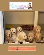 Adorable Labradoodles Available for Adoption in Br, Arcola