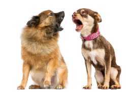 Dog Behavior Training: How to Train a Dog?, Chicago