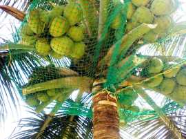 Coconut Tree Net Fixing | Call - 6362539199, Bengaluru
