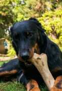 The Risks of Cooked Bones for Dogs:Cautionary Tale, Bengaluru