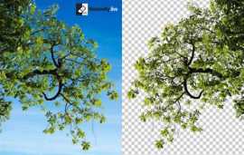 Let Your Nature Shots Blossom: Unleash the Beauty , Ahmedabad