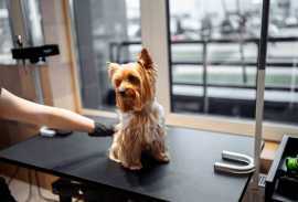 Choosing the Perfect Grooming Tools: 4 Essential , Chicago