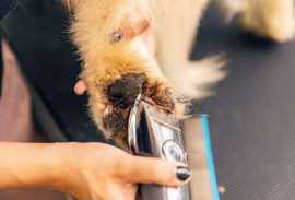 Gearing Up: 20 Must-Have Grooming Tools, Chicago
