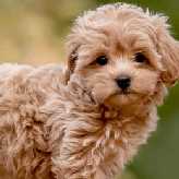 Professional Dog Groomers Old East Dallas, Dallas