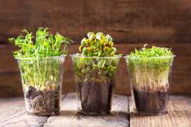 Sattvishtik's Grow-Your-Own Microgreens Kit: Eleva, Gandhinagar
