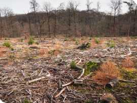 Find Professional Land Clearing Services Austin, Austin